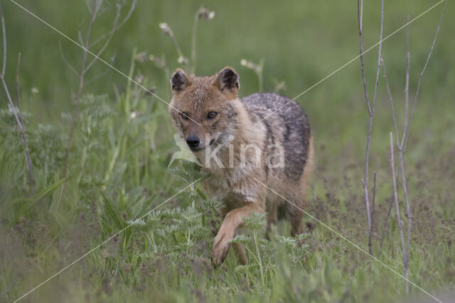 golden jackal (Canis aureus)