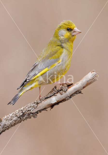 European Greenfinch (Carduelis chloris)