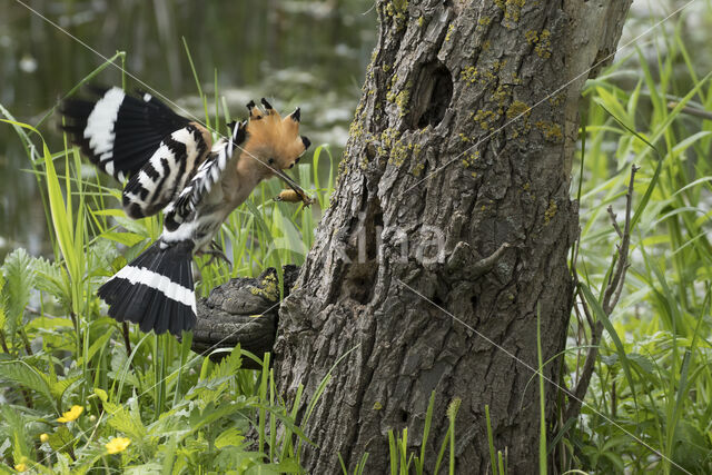 Hoopoe (Upupa epops)