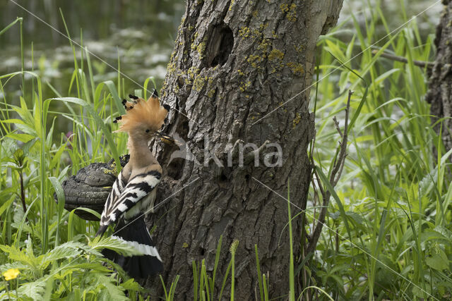 Hoopoe (Upupa epops)