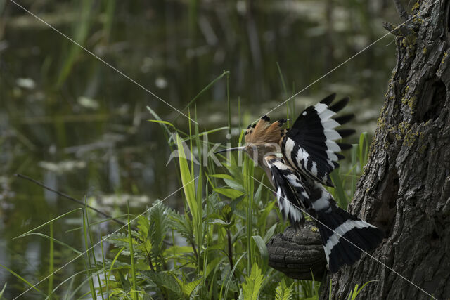 Hoopoe (Upupa epops)