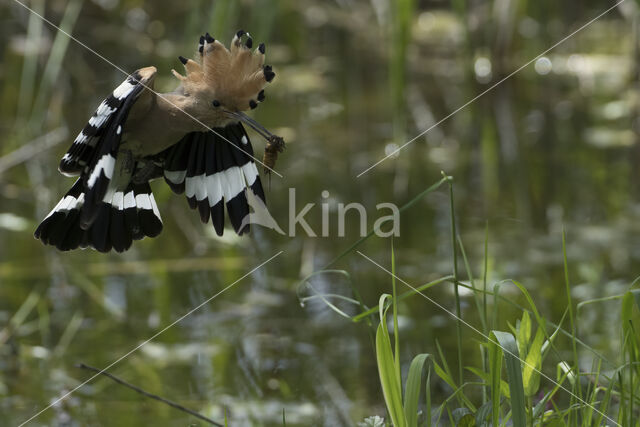 Hoopoe (Upupa epops)