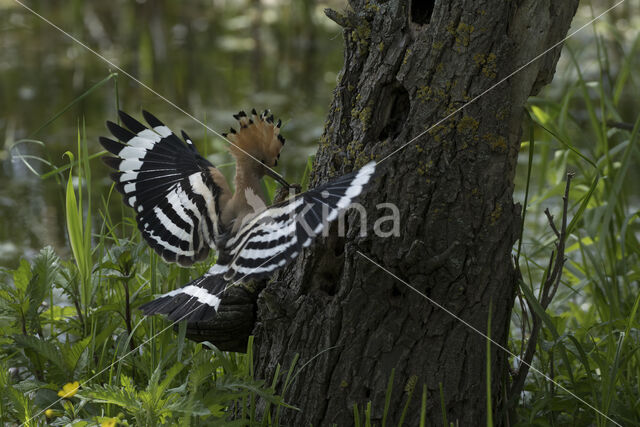 Hoopoe (Upupa epops)