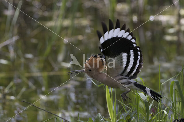 Hoopoe (Upupa epops)