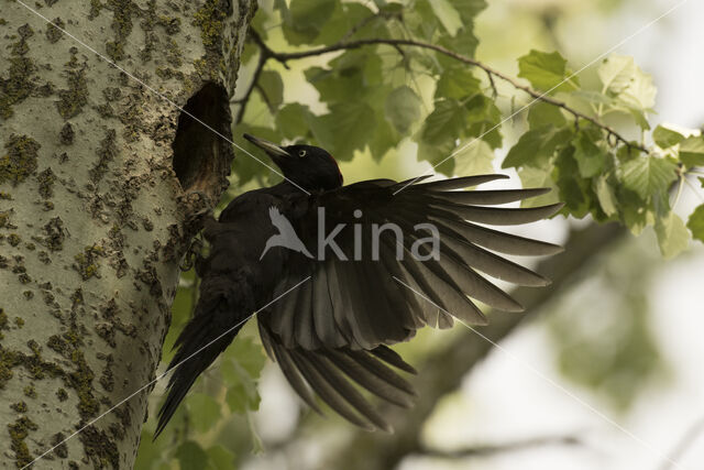 Black Woodpecker (Dryocopus martius)