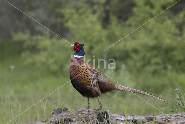 Ring-necked Pheasant (Phasianus colchicus)