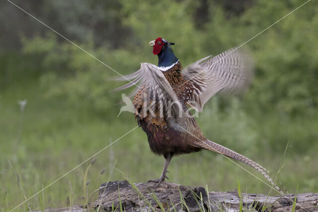 Ring-necked Pheasant (Phasianus colchicus)