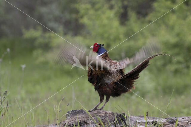 Ring-necked Pheasant (Phasianus colchicus)