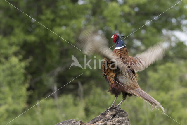 Ring-necked Pheasant (Phasianus colchicus)