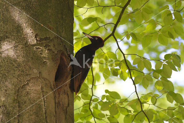 Black Woodpecker (Dryocopus martius)