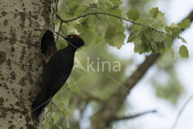 Black Woodpecker (Dryocopus martius)