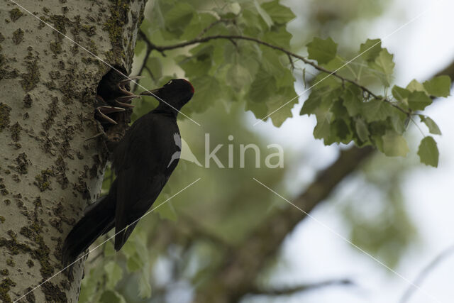 Black Woodpecker (Dryocopus martius)