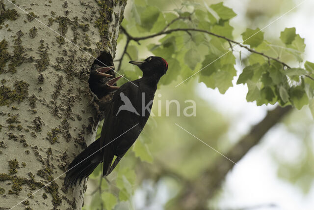 Black Woodpecker (Dryocopus martius)