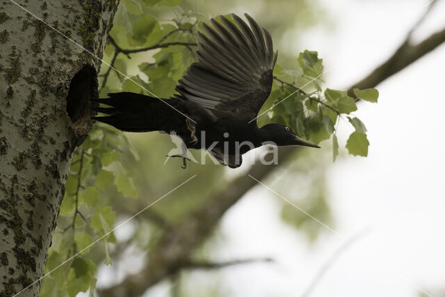 Black Woodpecker (Dryocopus martius)