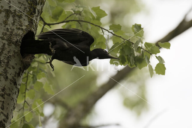 Black Woodpecker (Dryocopus martius)