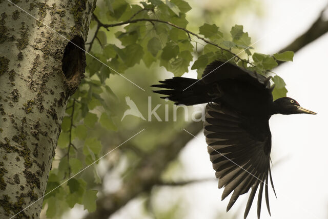 Black Woodpecker (Dryocopus martius)