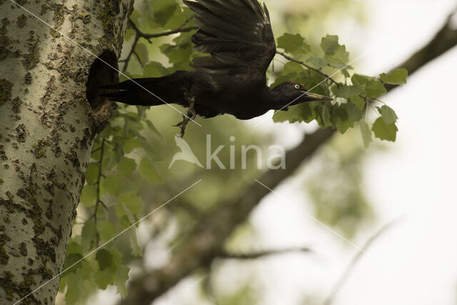 Black Woodpecker (Dryocopus martius)