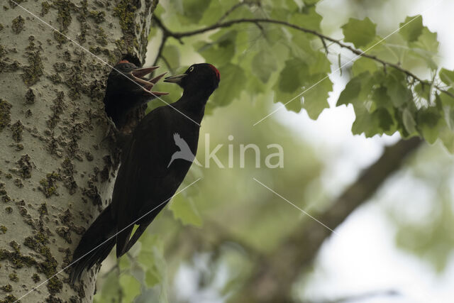 Black Woodpecker (Dryocopus martius)