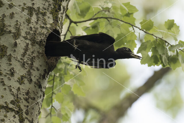 Black Woodpecker (Dryocopus martius)