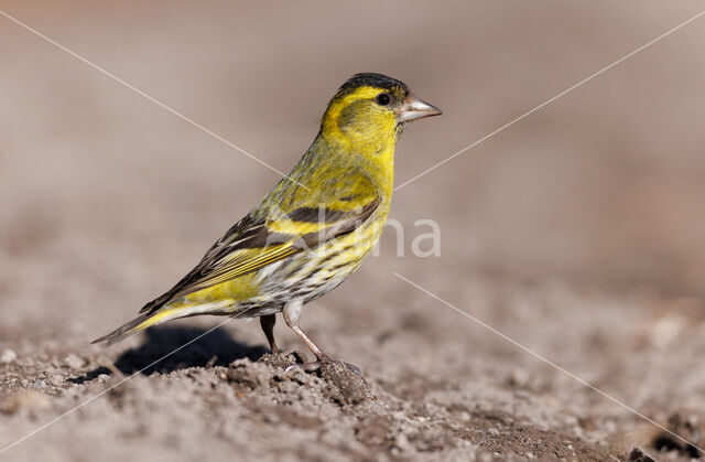 Eurasian Siskin (Carduelis spinus)