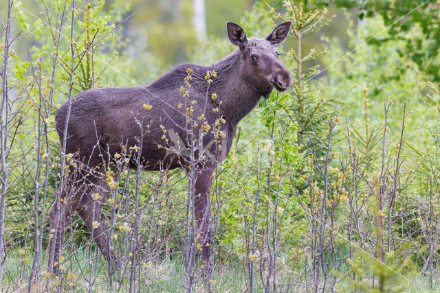 Elk (Alces alces)