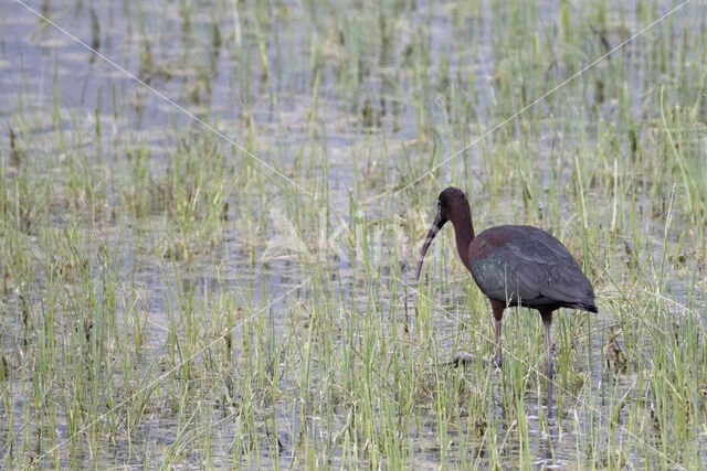 Zwarte Ibis (Plegadis falcinellus)