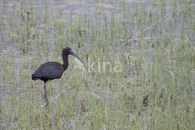 Zwarte Ibis (Plegadis falcinellus)