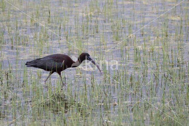 Zwarte Ibis (Plegadis falcinellus)