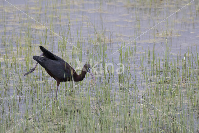 Zwarte Ibis (Plegadis falcinellus)