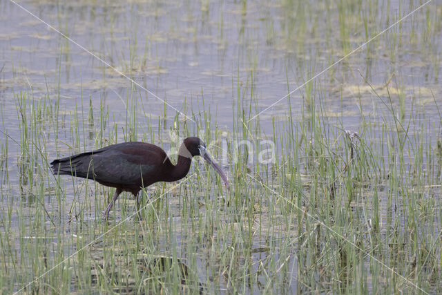 Zwarte Ibis (Plegadis falcinellus)