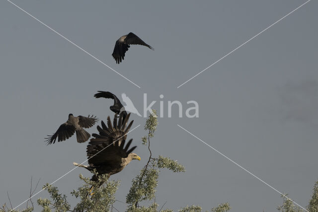 Zeearend (Haliaeetus albicilla)