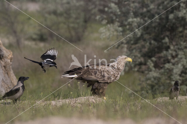 Zeearend (Haliaeetus albicilla)