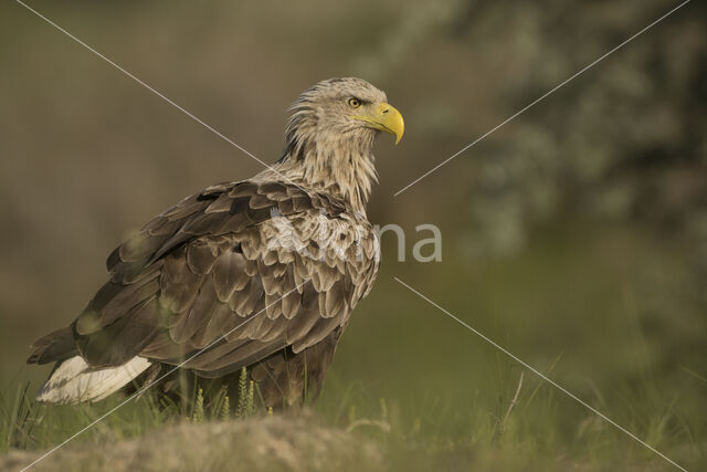 Zeearend (Haliaeetus albicilla)