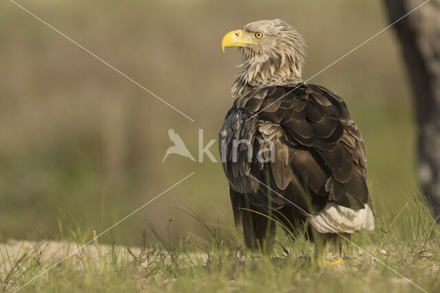 Zeearend (Haliaeetus albicilla)