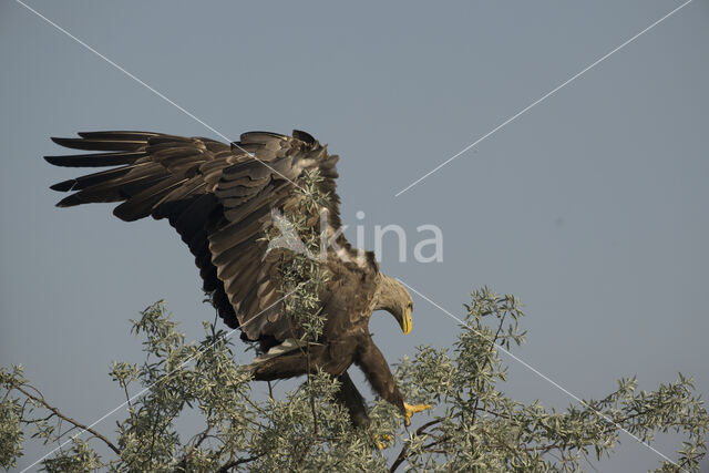 Zeearend (Haliaeetus albicilla)