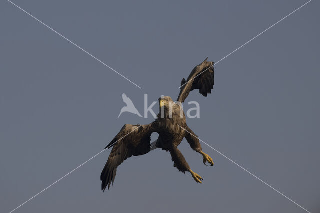 White-tailed Sea Eagle (Haliaeetus albicilla)