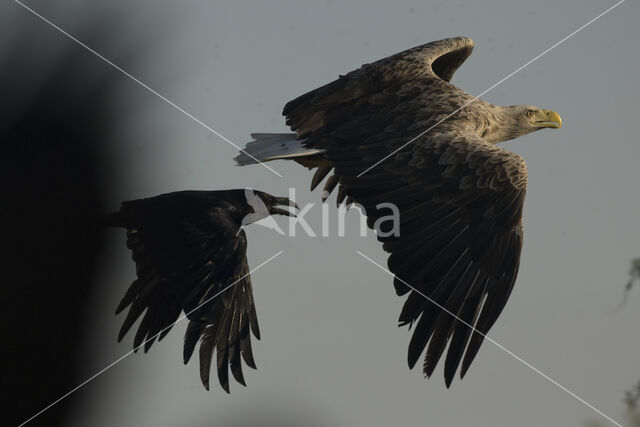 Zeearend (Haliaeetus albicilla)