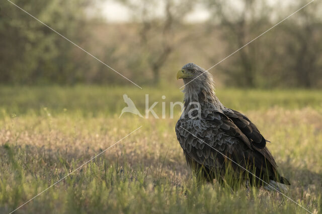 White-tailed Sea Eagle (Haliaeetus albicilla)