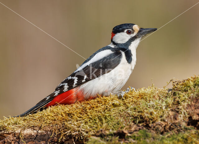 Great Spotted Woodpecker (Dendrocopos major)