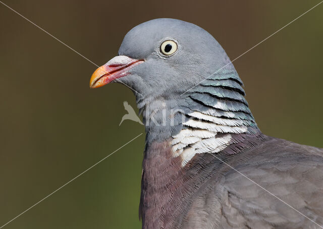 Wood Pigeon