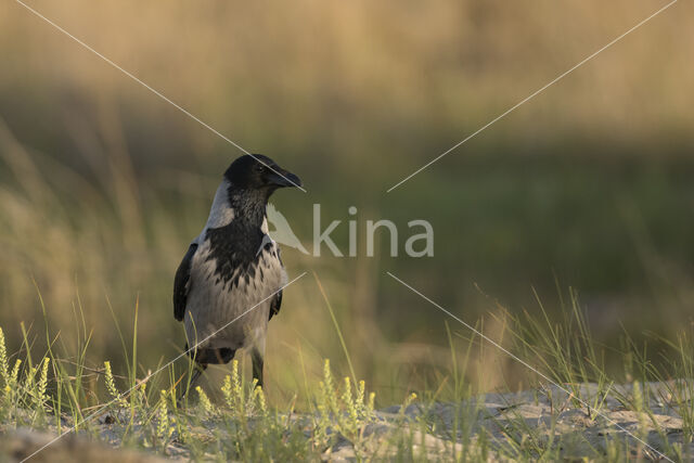 Bonte Kraai (Corvus cornix)