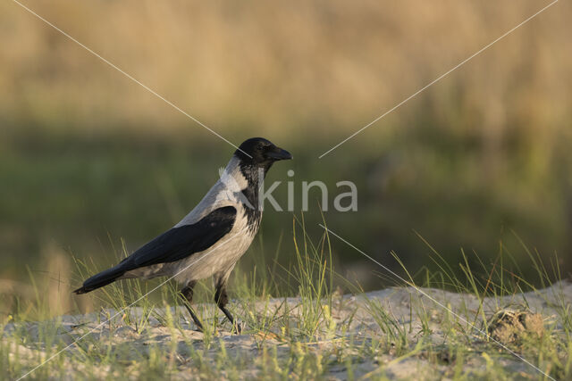 Hooded Crow (Corvus cornix)