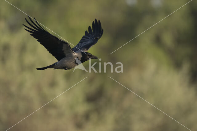 Hooded Crow (Corvus cornix)