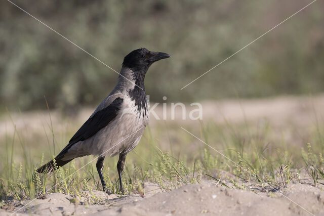 Hooded Crow (Corvus cornix)