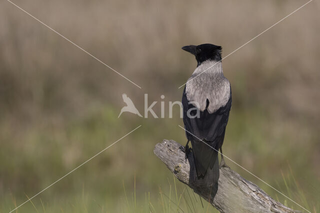 Bonte Kraai (Corvus cornix)