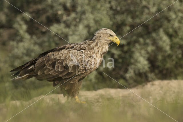 White-tailed Sea Eagle (Haliaeetus albicilla)