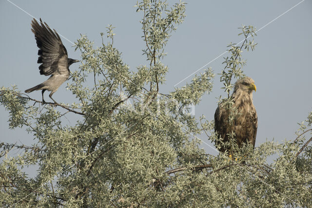 Zeearend (Haliaeetus albicilla)