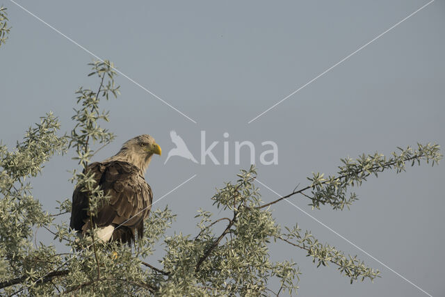 Zeearend (Haliaeetus albicilla)