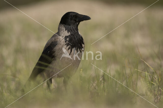 Hooded Crow (Corvus cornix)