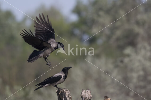 Hooded Crow (Corvus cornix)